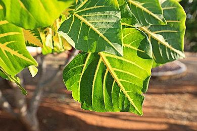 《马里奥赛车：世界》开发长达8年 原为初代Switch开发